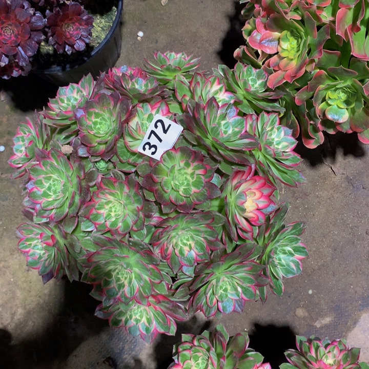 婧***@无花朵万花筒37200000