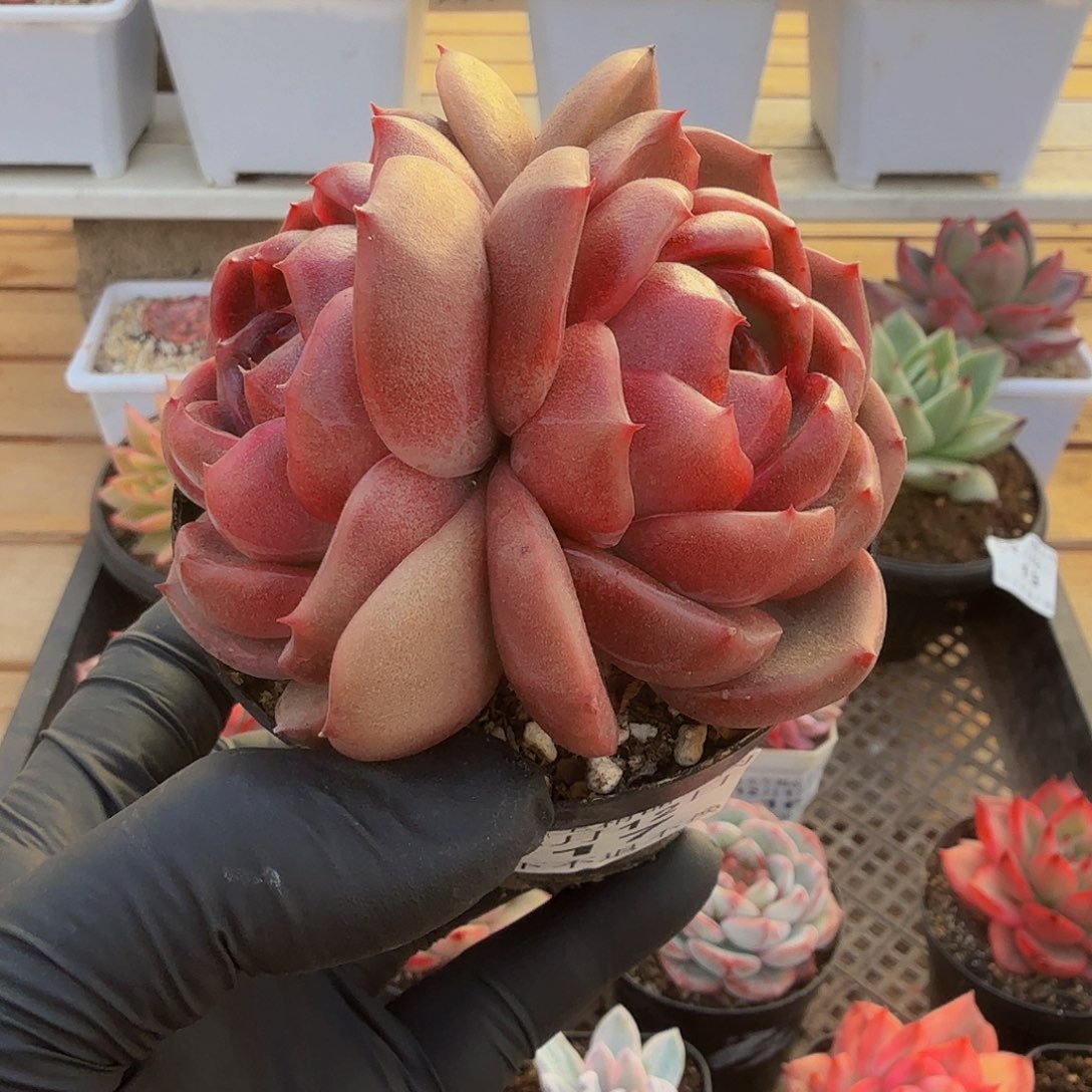 1212-17般若珍妮双头