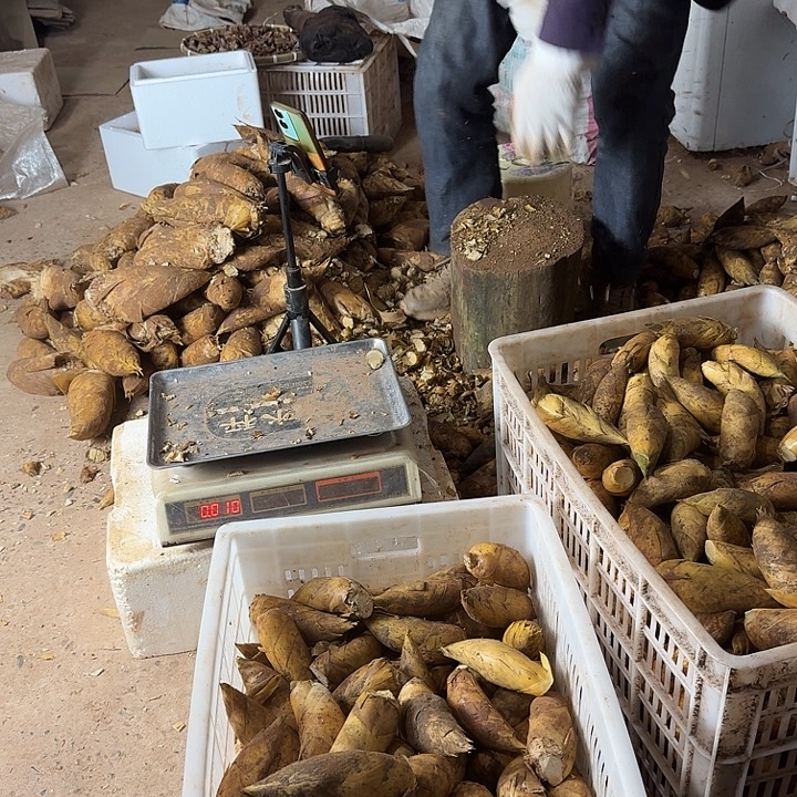 小***席中国大陆四川黄泥东水二至三两