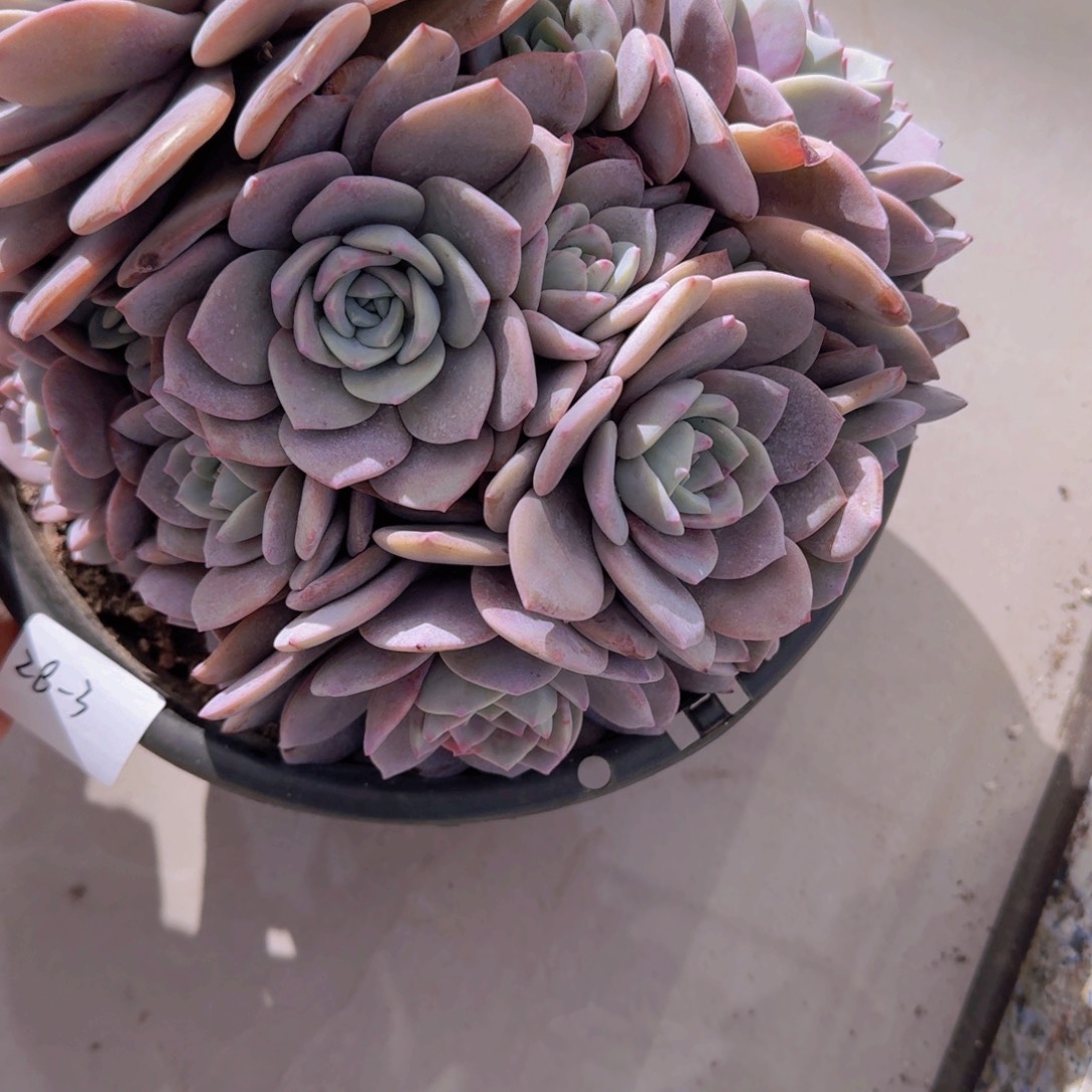 风***人28-3红茶多肉植物