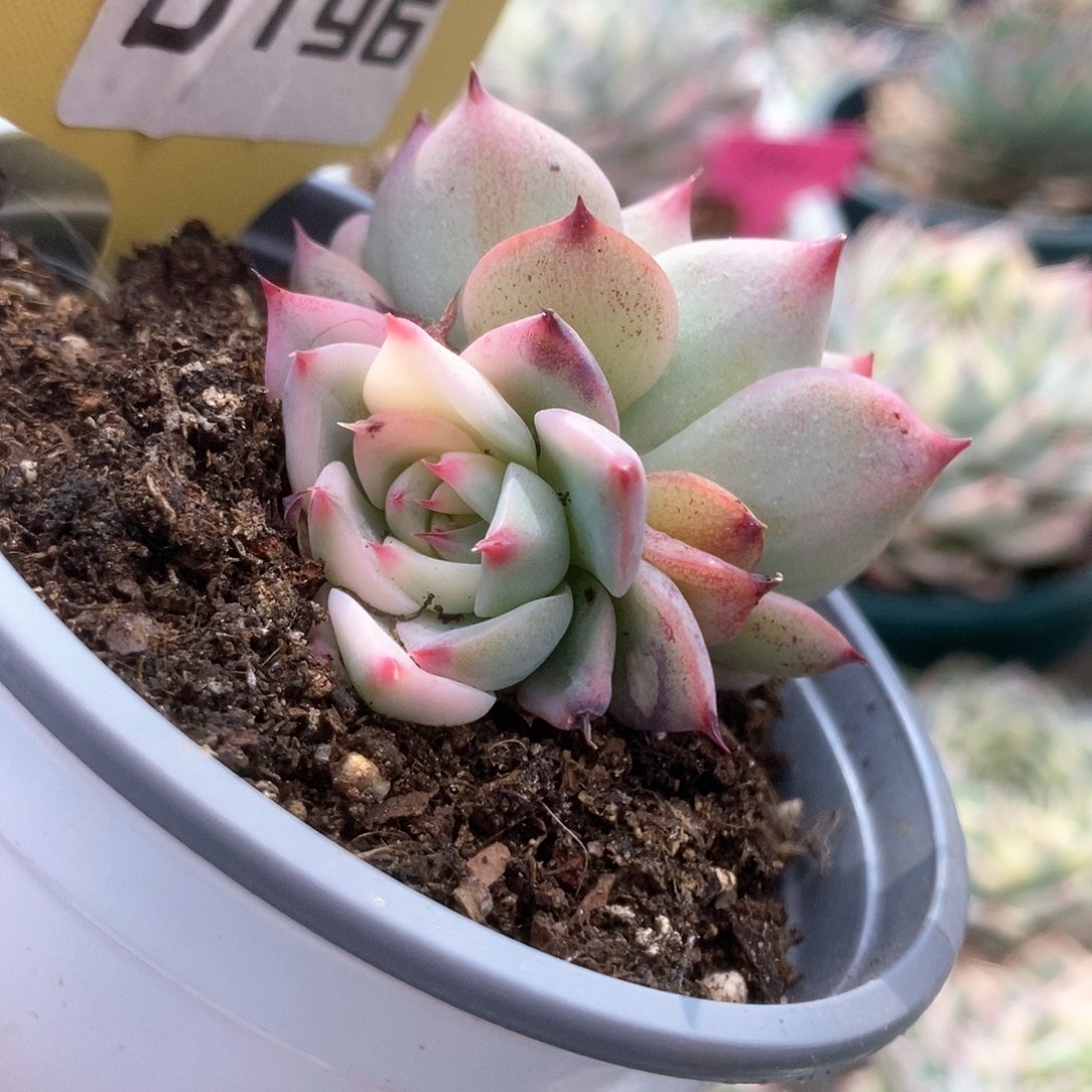 D196锦锦锦锦锦锦锦