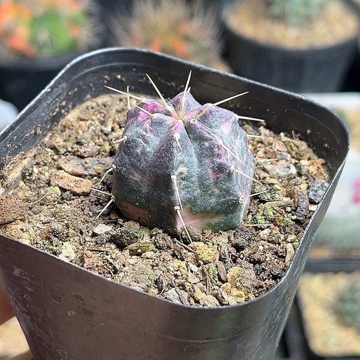 宇宙殿锦自根球一颗