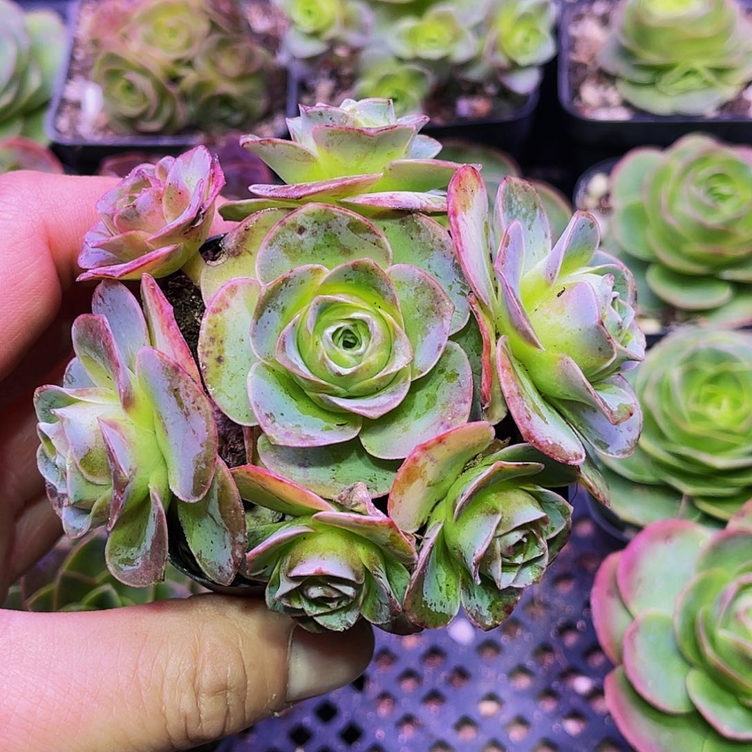 粉底液 满30元非偏远包邮 多肉