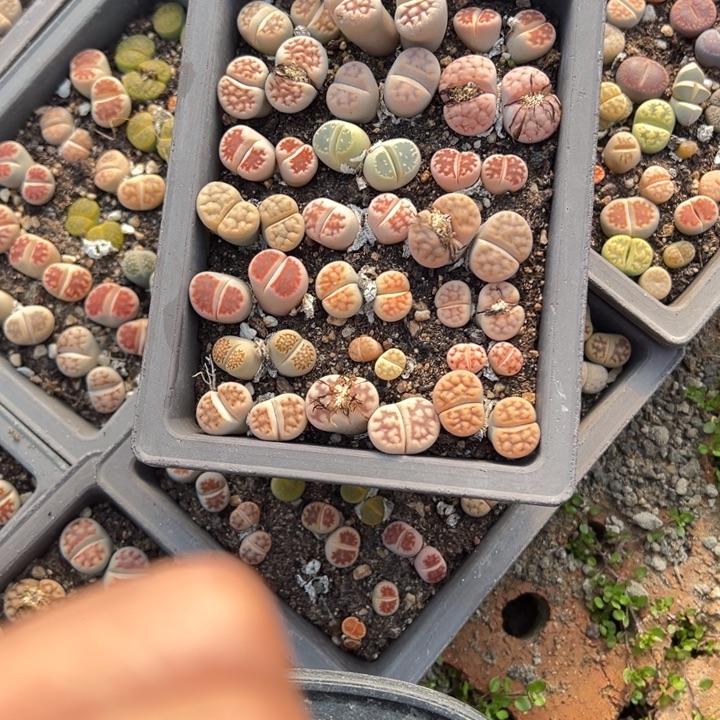 G****生日快乐哈哈哈哈哈哈哈849