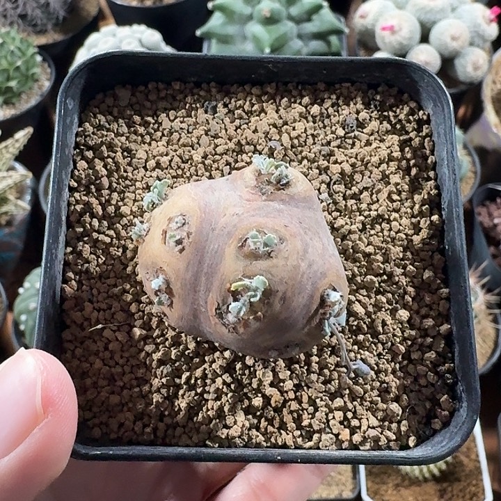 等***旗格加厚墩菊仙人球12