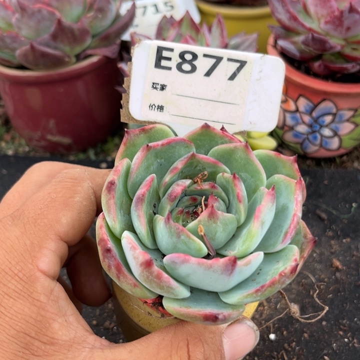 惊鸿一瞥多肉植物877