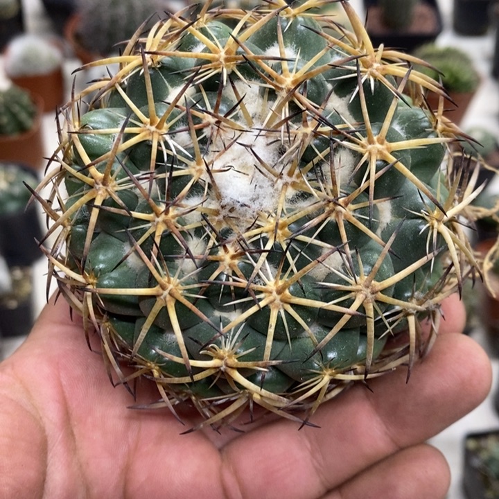 大号天丝象牙特价4