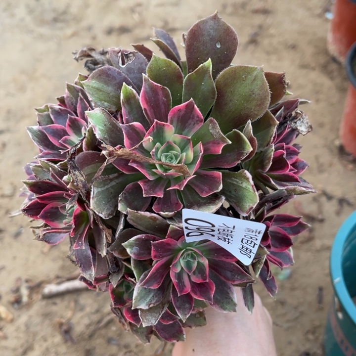 096浣纱阴阳小手捧2法师