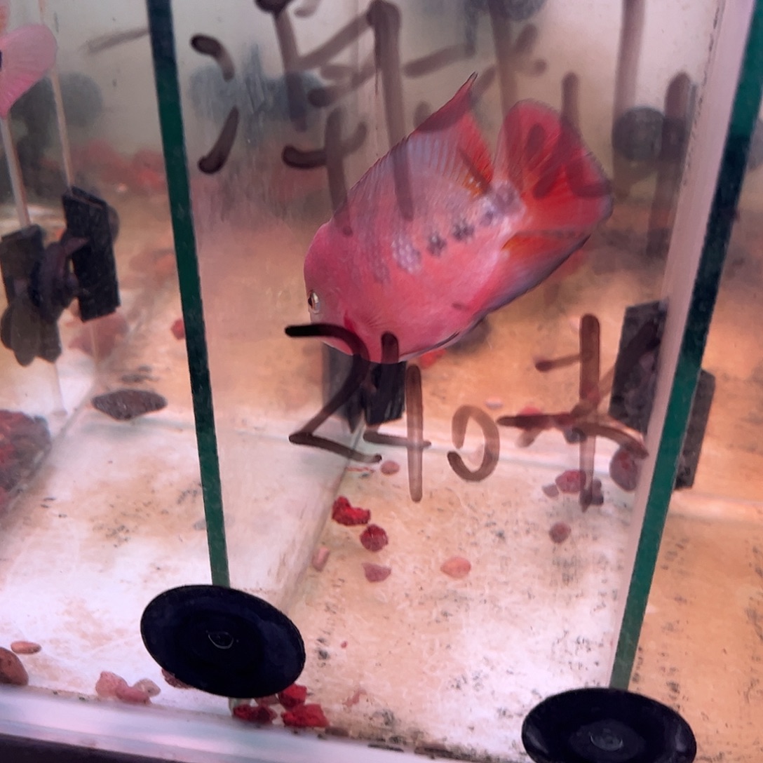 罗汉鱼红马罗汉观赏鱼鱼