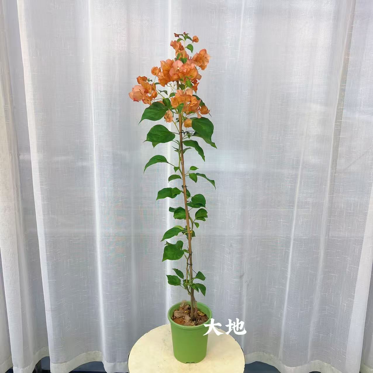【日落】三角梅原生高飘盆花