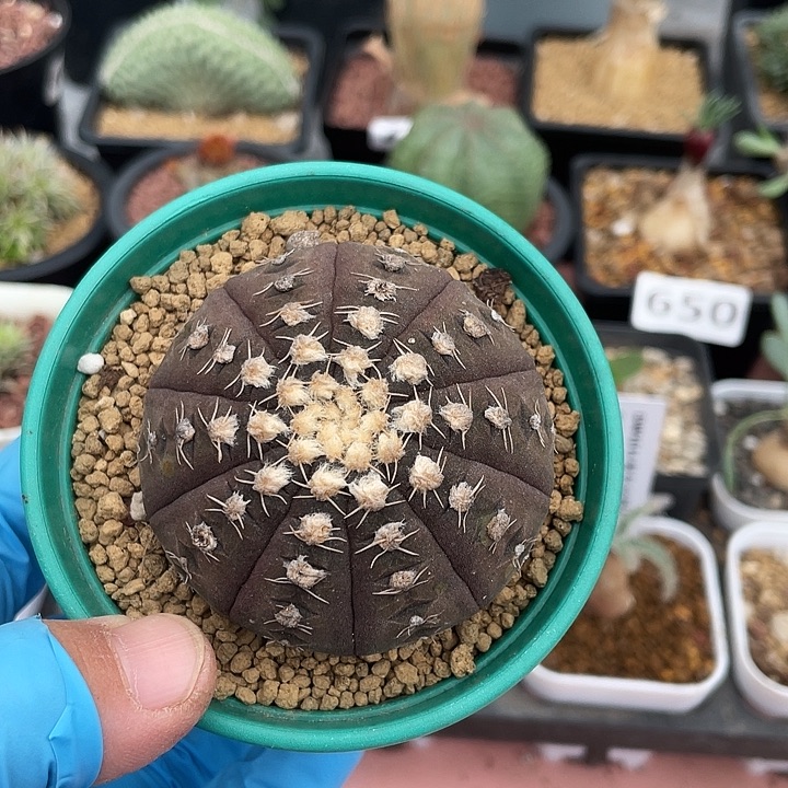 808伏刺拉根仙人球植物