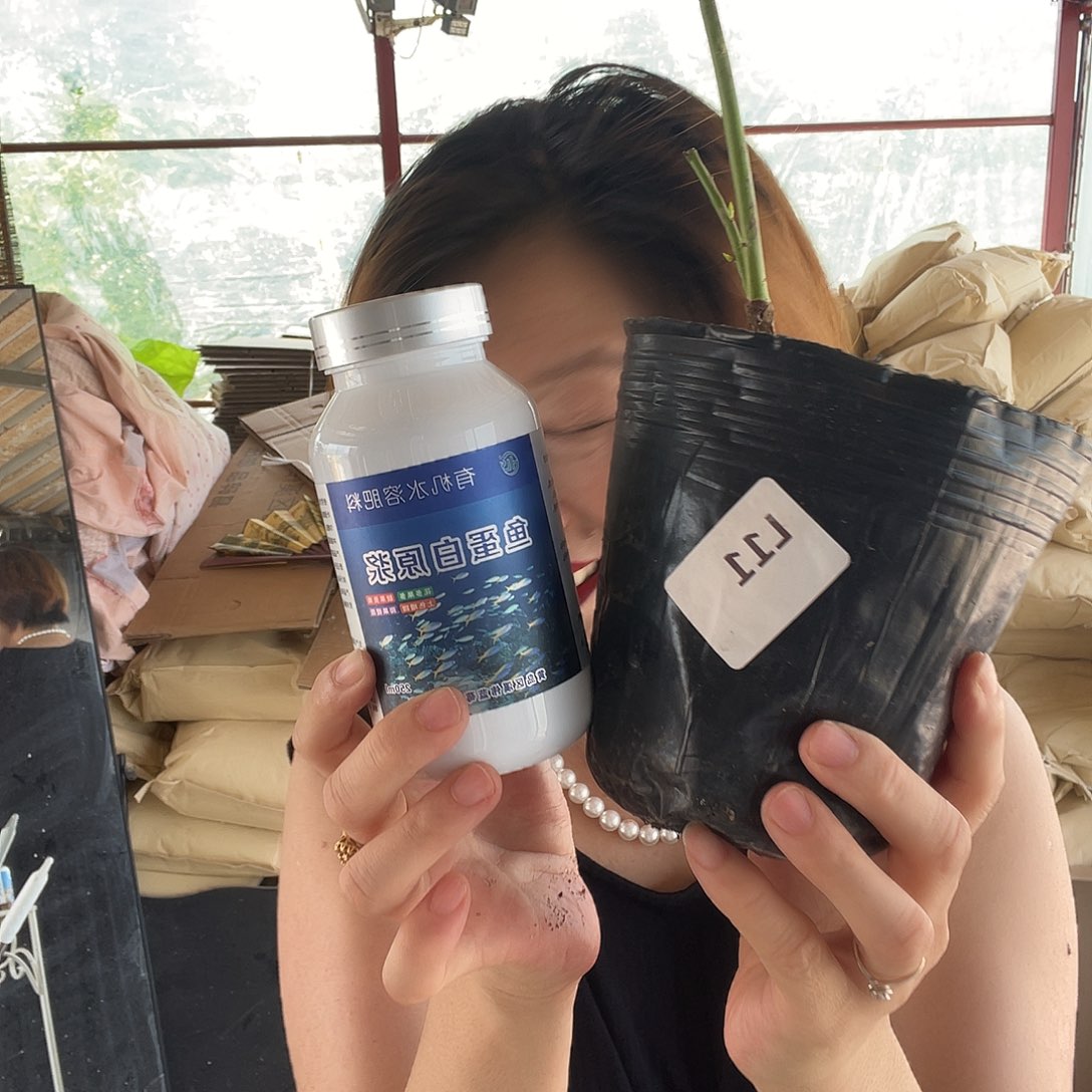 鱼蛋白一瓶11一棵，苗子不售后