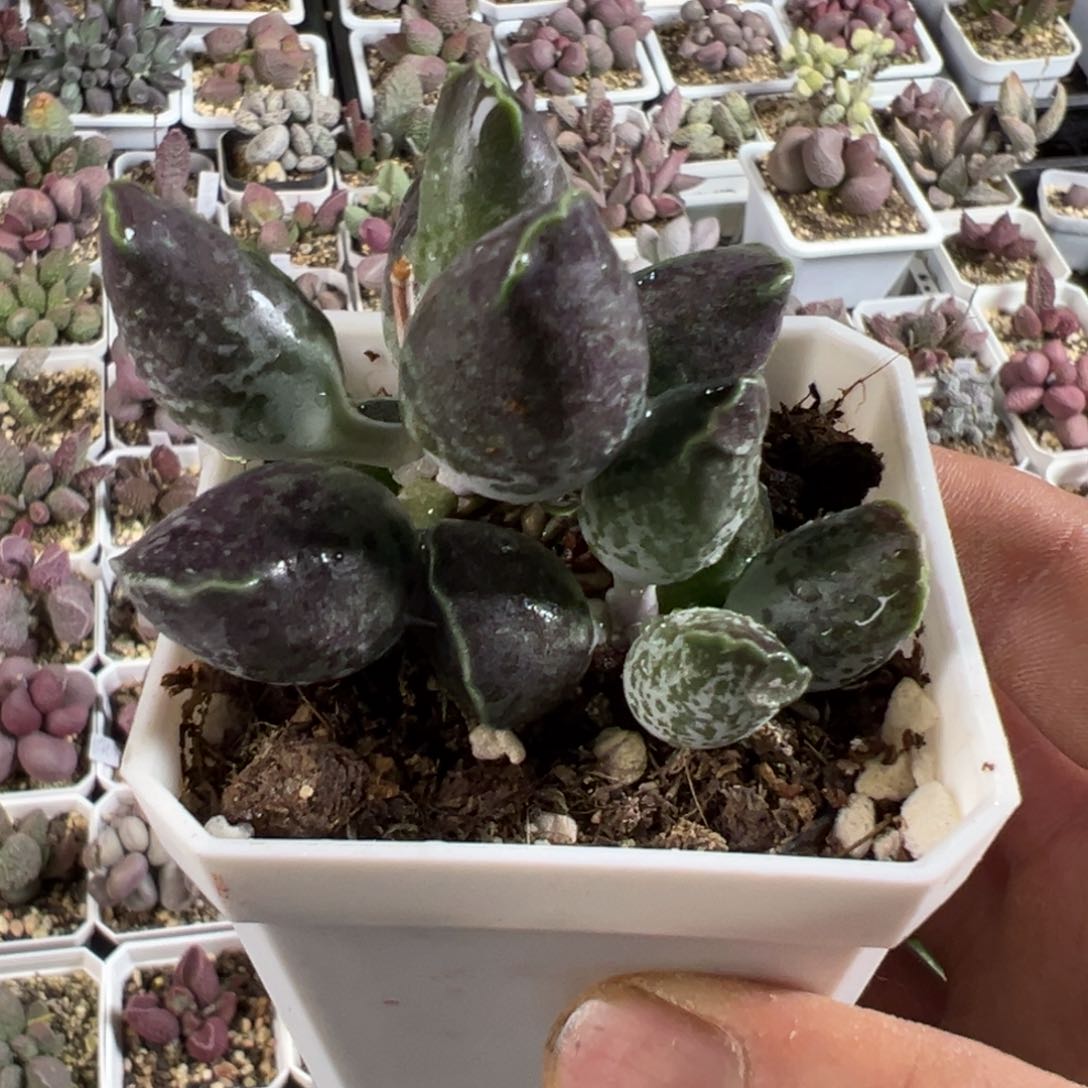 三代紫海豹多肉植物