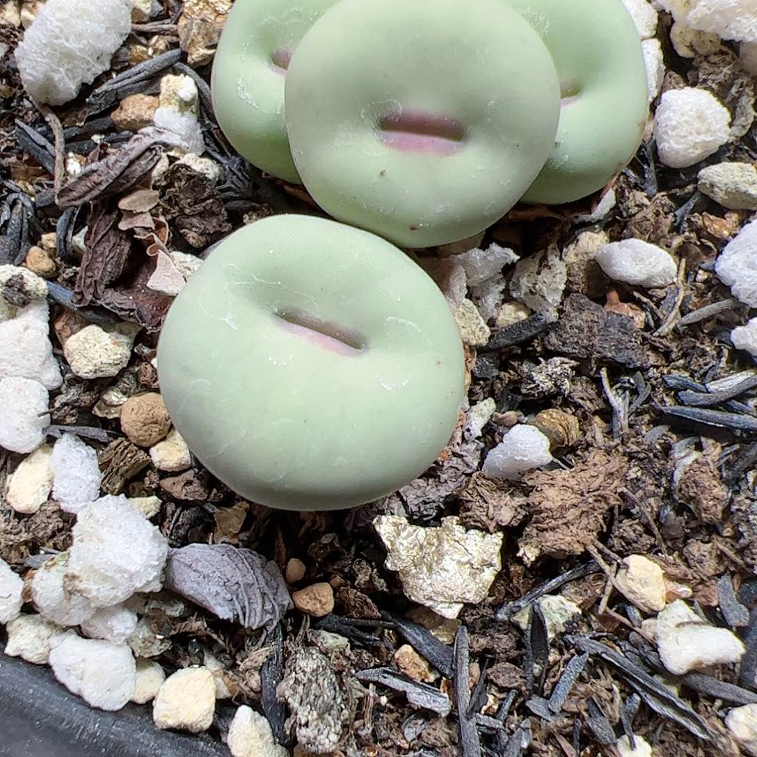 【闪购商品】114 福利