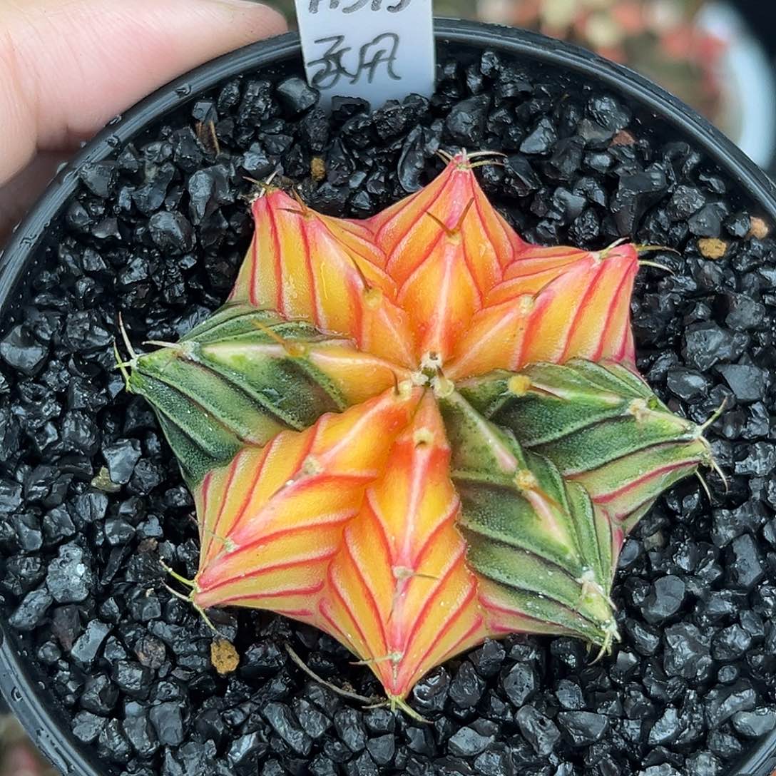 泰系实生肋骨锦A395