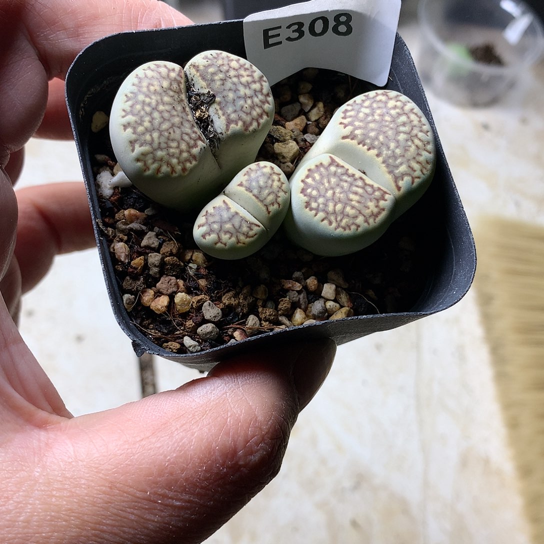 E308多肉植物保护研究所