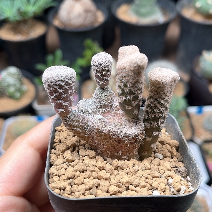 稀有白鸡冠团扇一颗