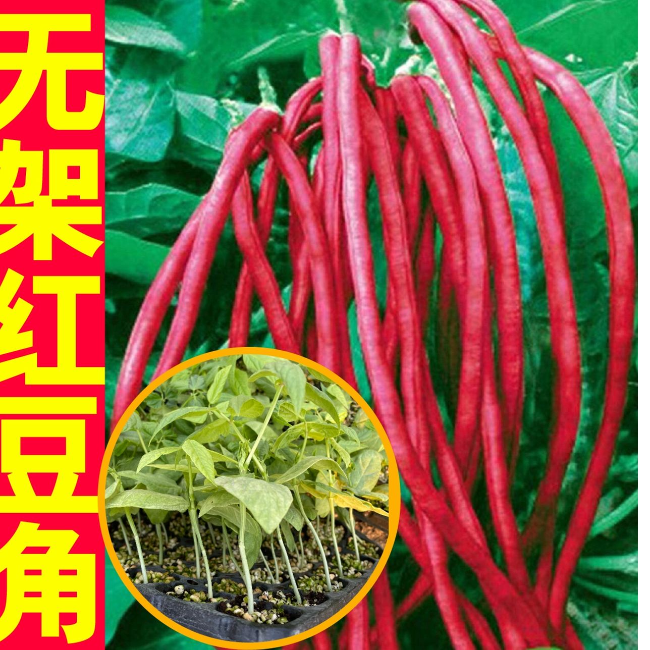 【全店拼满5包包邮】无架豆角种子红色不撘架豆角籽不爬藤豇豆种籽