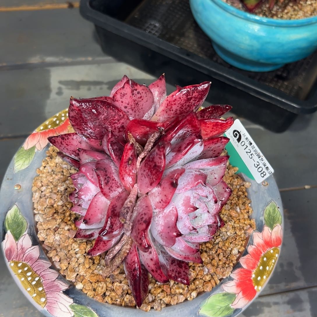 多肉一物一拍0125-308