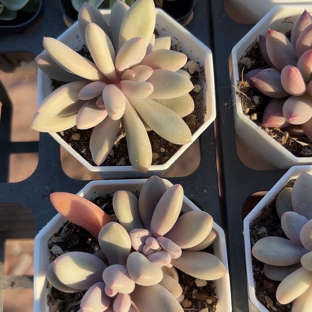 精品粉兔多肉植物