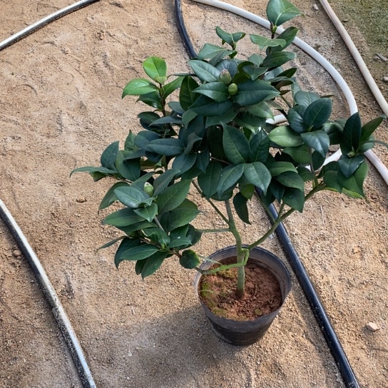 当前无花栽培后可以开花