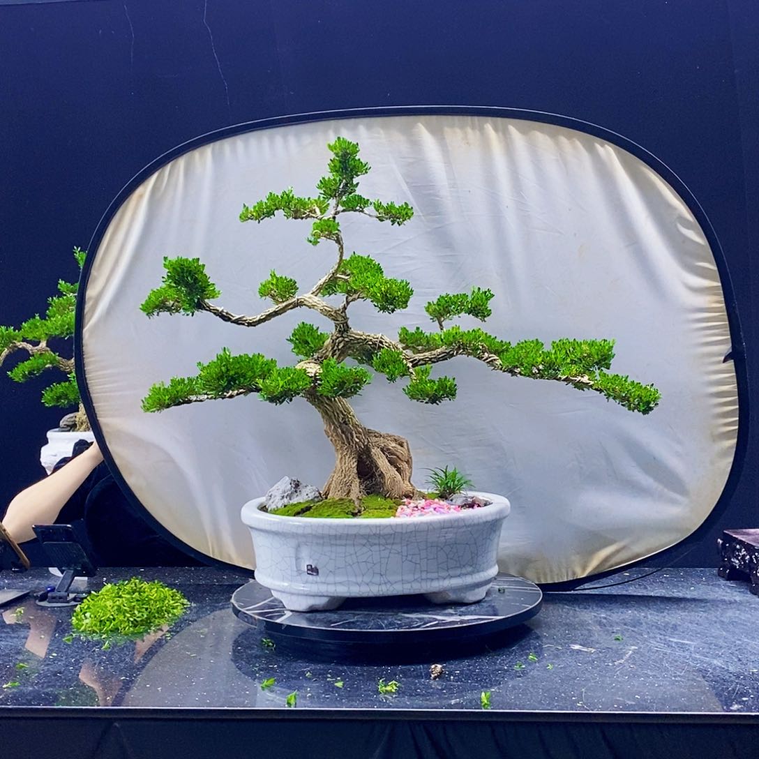 无花朵黄杨盆景造型