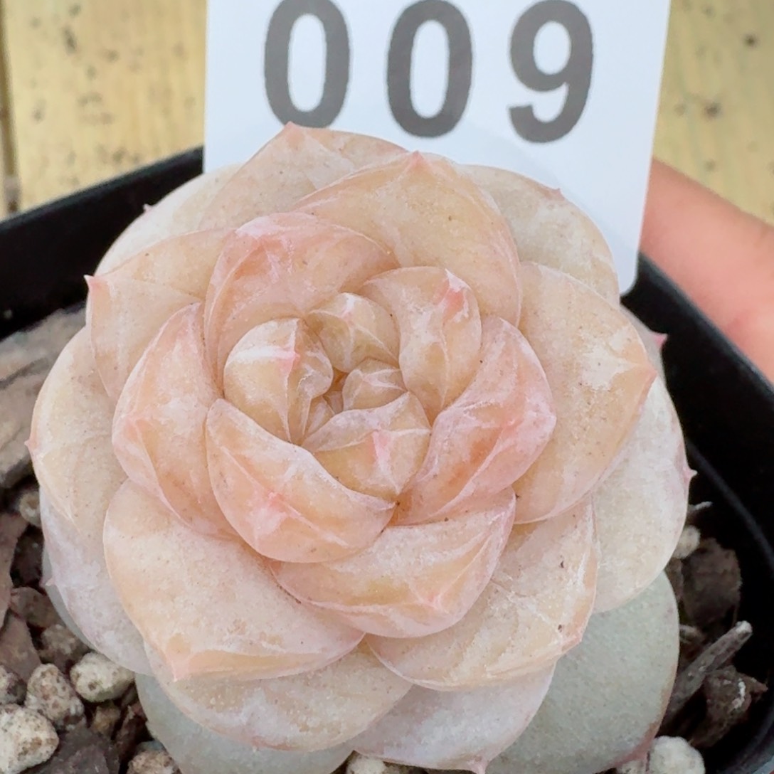 花***猫桃乐乐         精品多肉