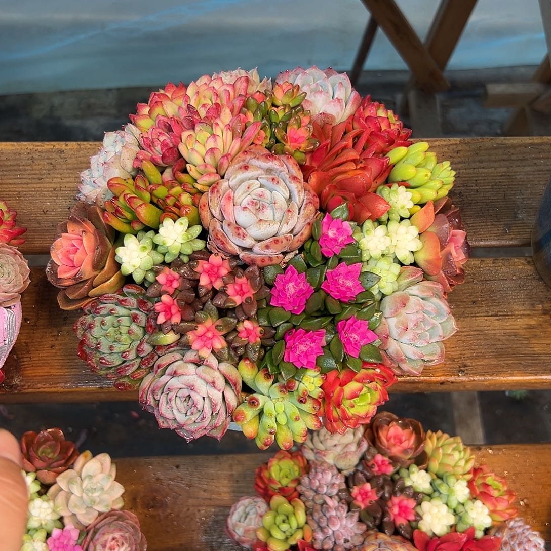 精品花园组合多肉