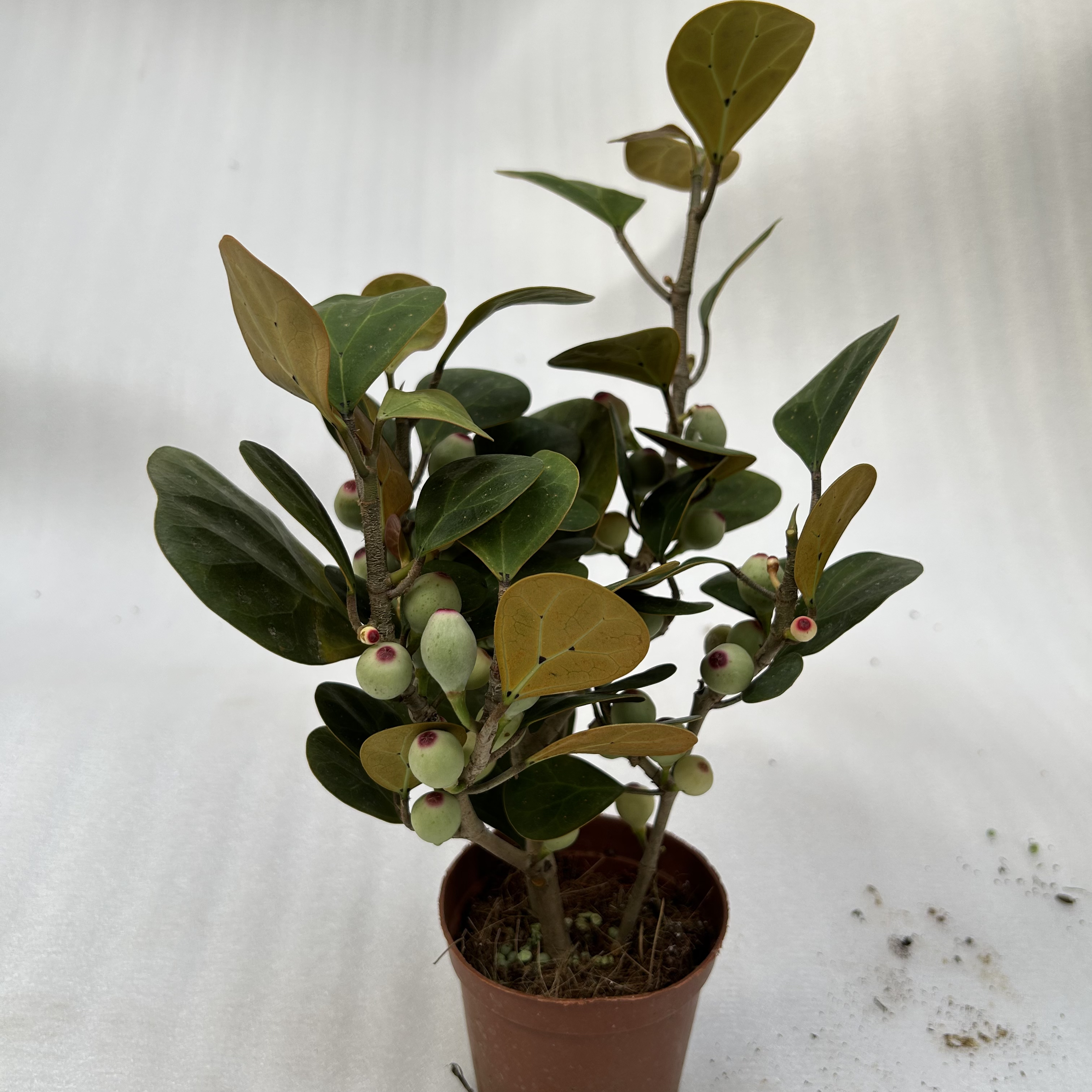 菩提盆栽室内菩提树植物