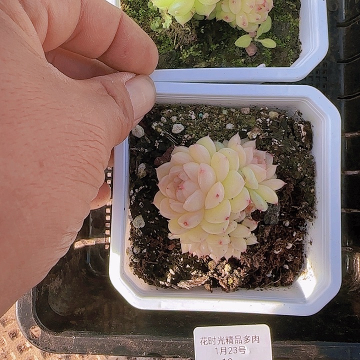 花时光精品多肉12