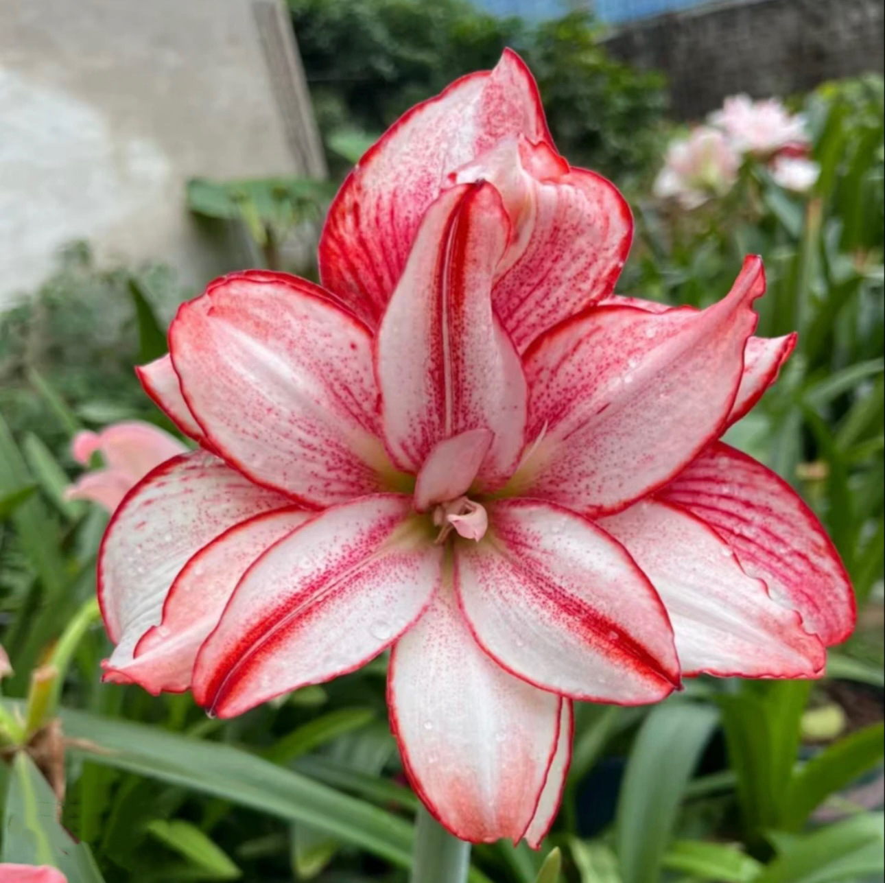 白肋鬼魅）朱顶红种球6-8厘米