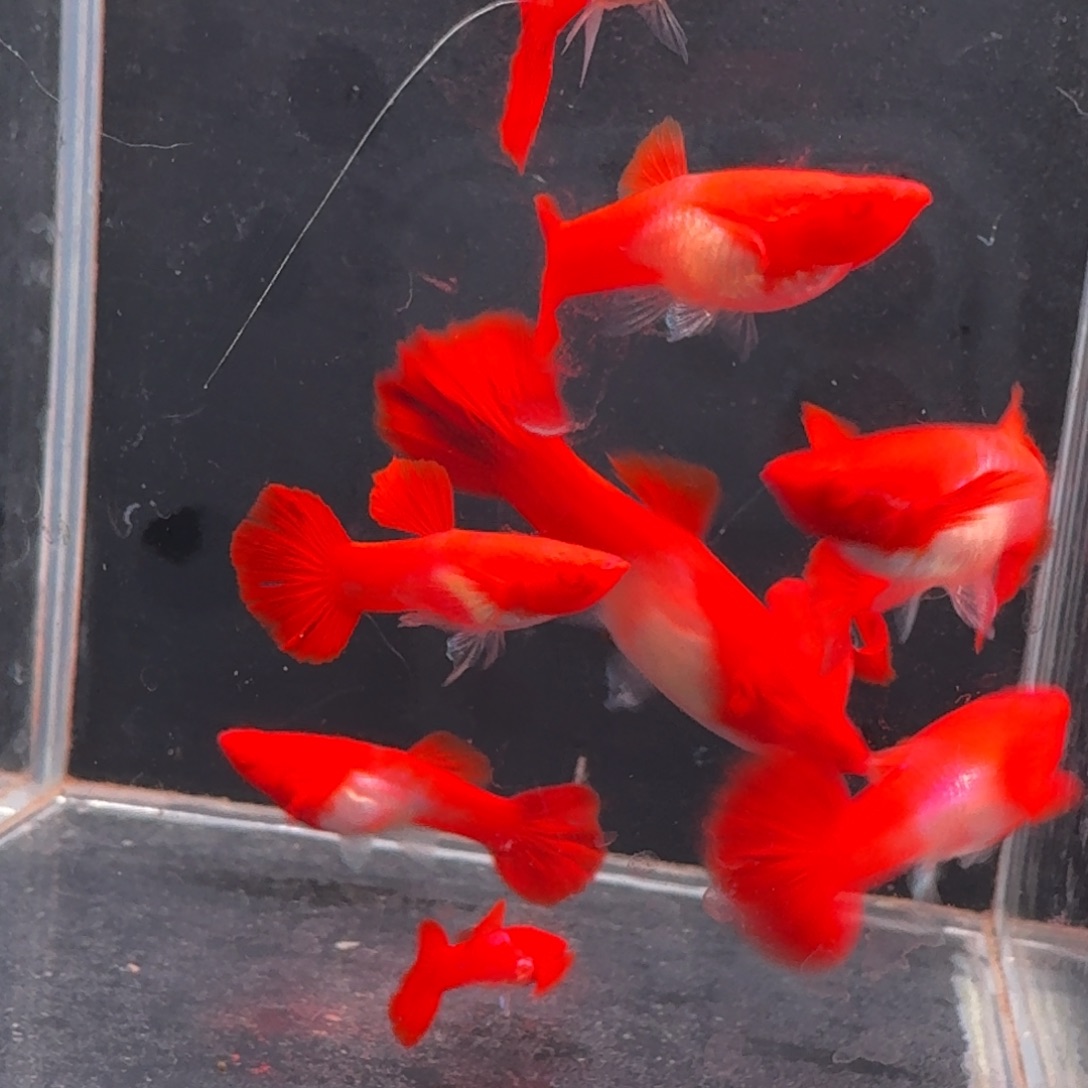 孔雀鱼小号通背2公8母