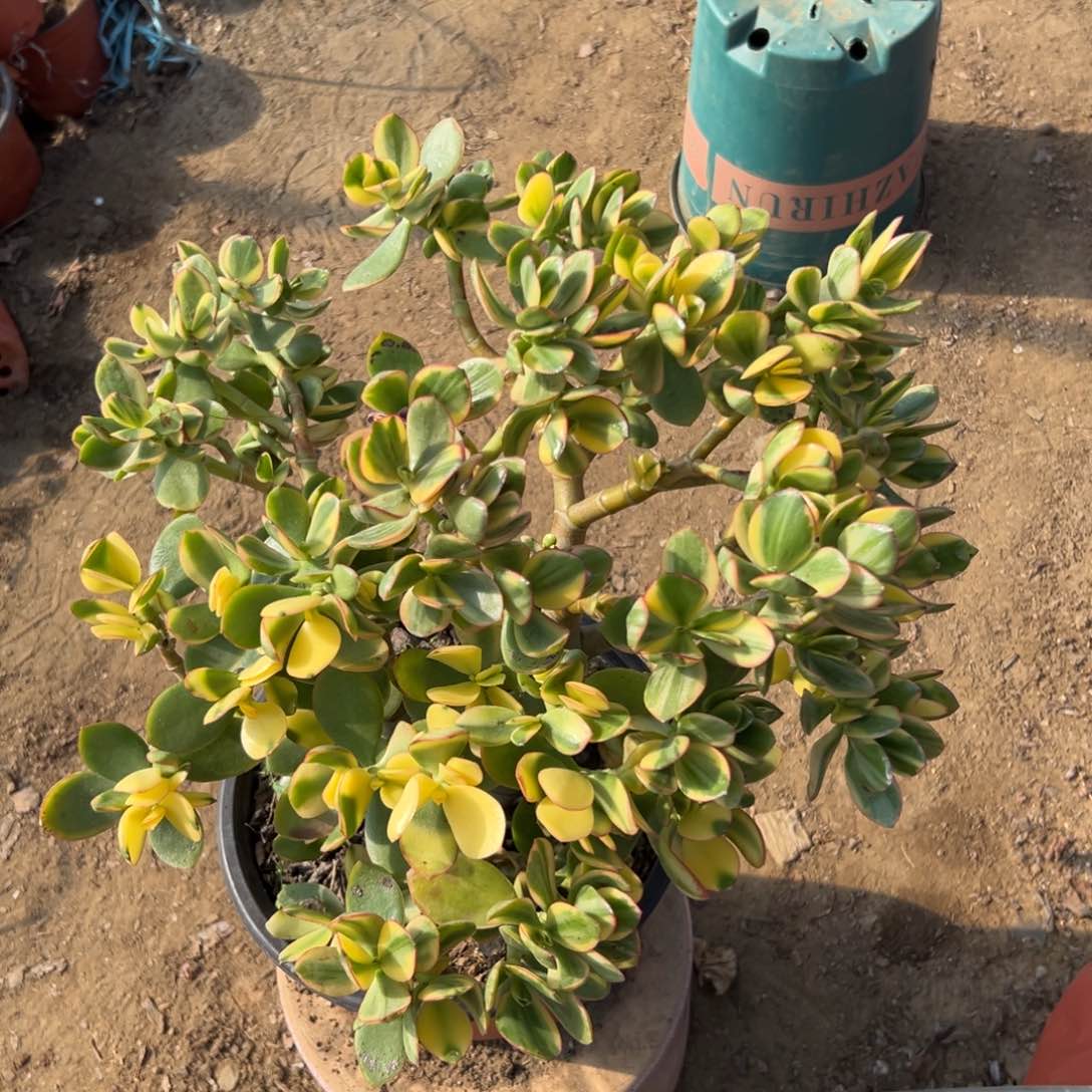 多肉植物新花月锦