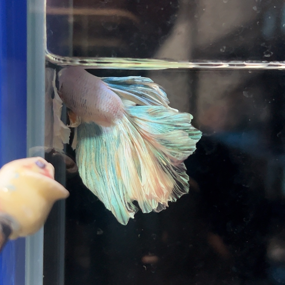 斗鱼29号糖甜的鱼