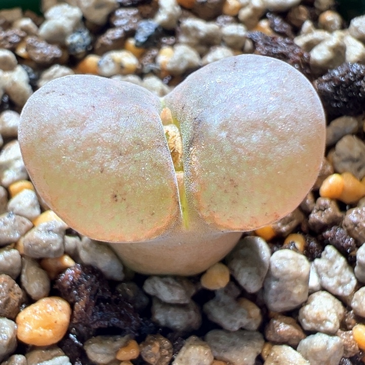 519。 优选大翻窗Pnsp