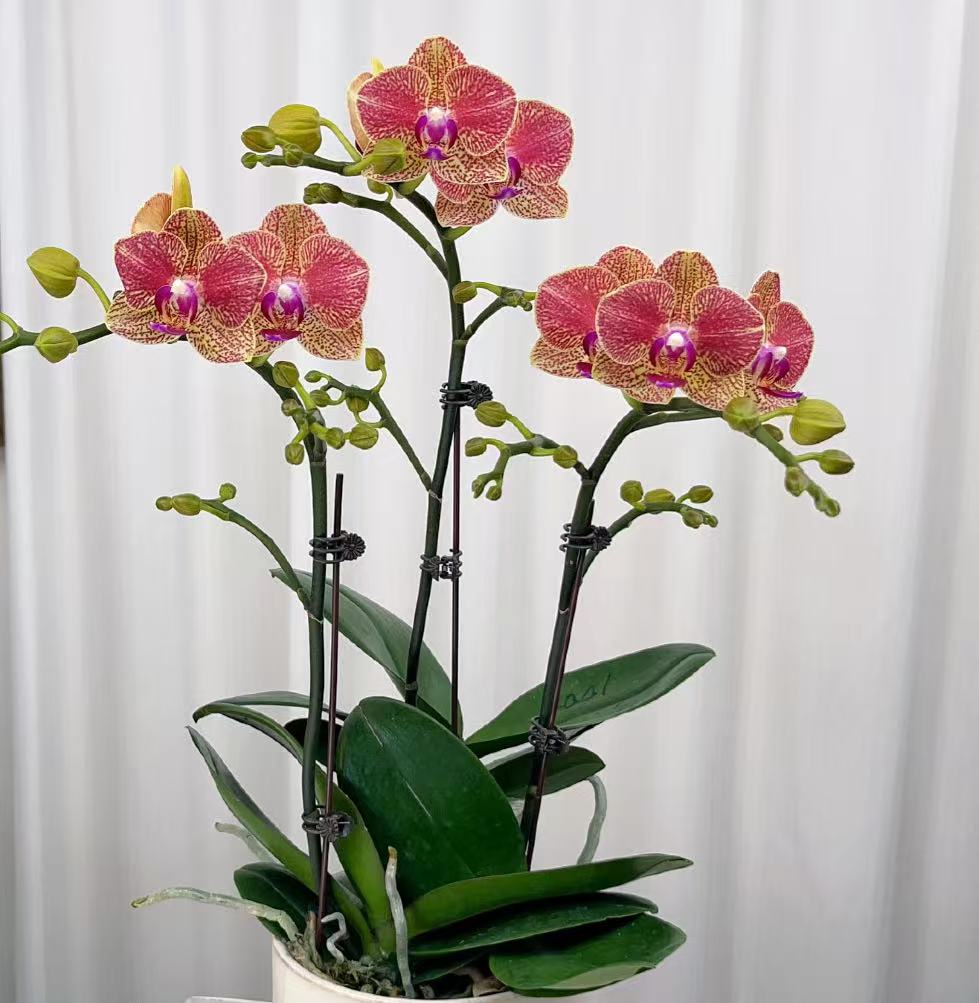 【李先生】金格格~单花剑蝴蝶兰根系苗情好适合家居