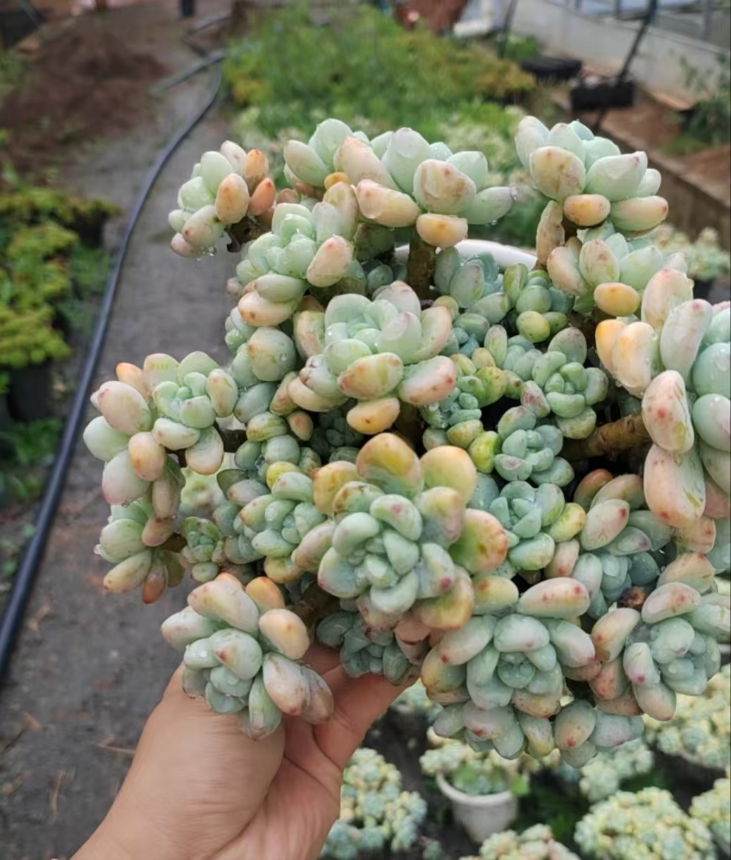 劳尔 精品多肉植物 新手好栽 好养 云南昆明发货