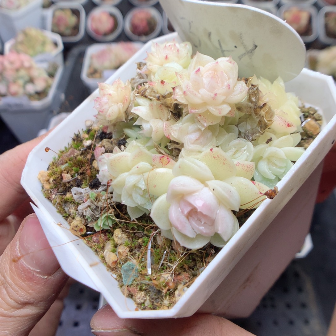 无花朵S68。yyyyyyy