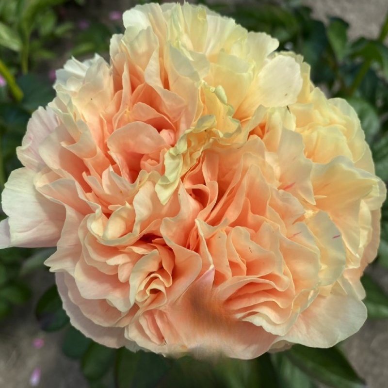 预售【圣城之战芍药种苗】进口品种 秋季发货