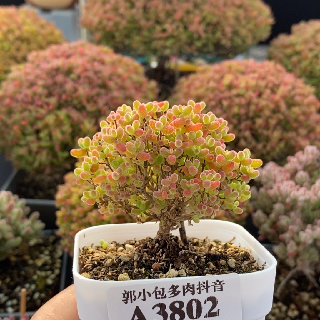 蜜橘糖球3802枝干番杏