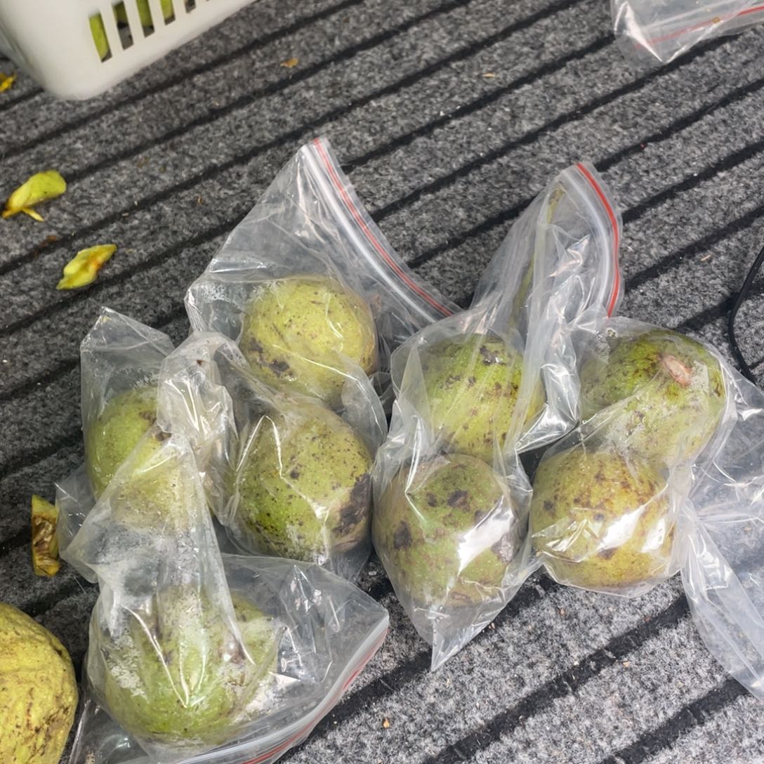 文玩核桃吊坠金豆