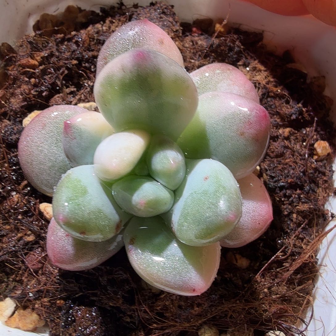 新香水锦，多肉植物