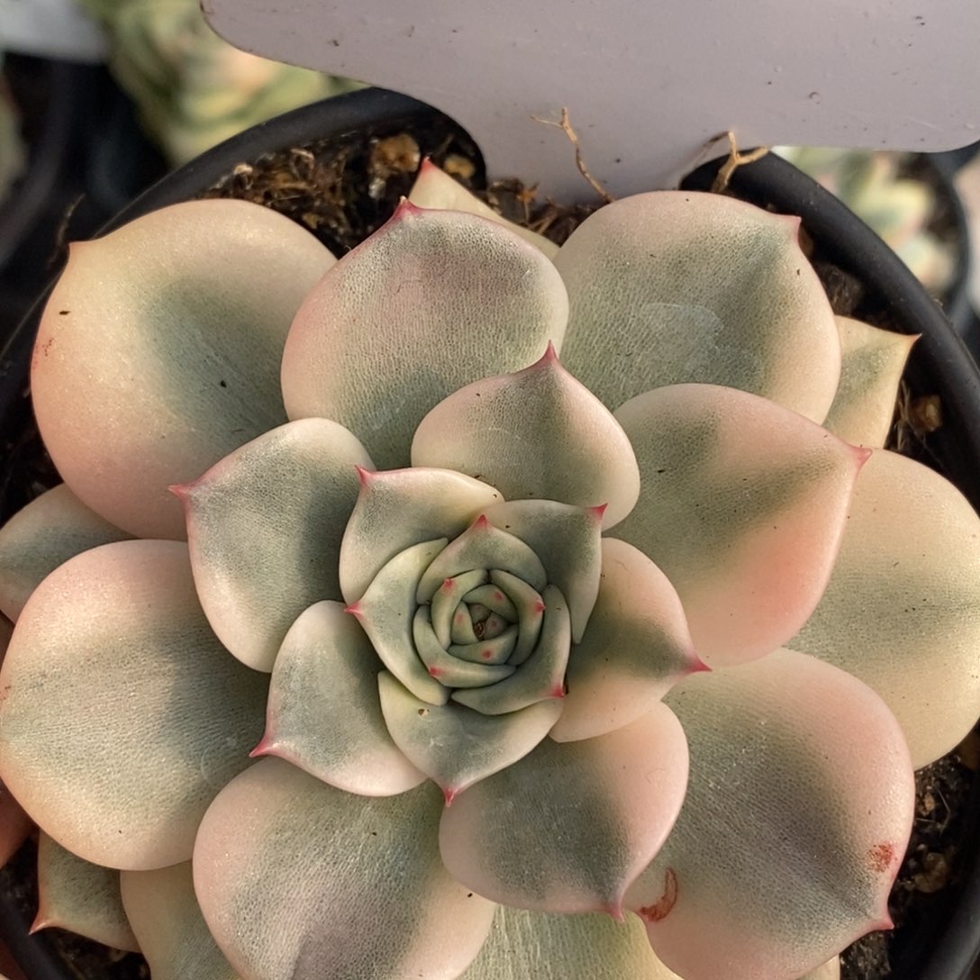 592粉爱丽锦单头头盖有根