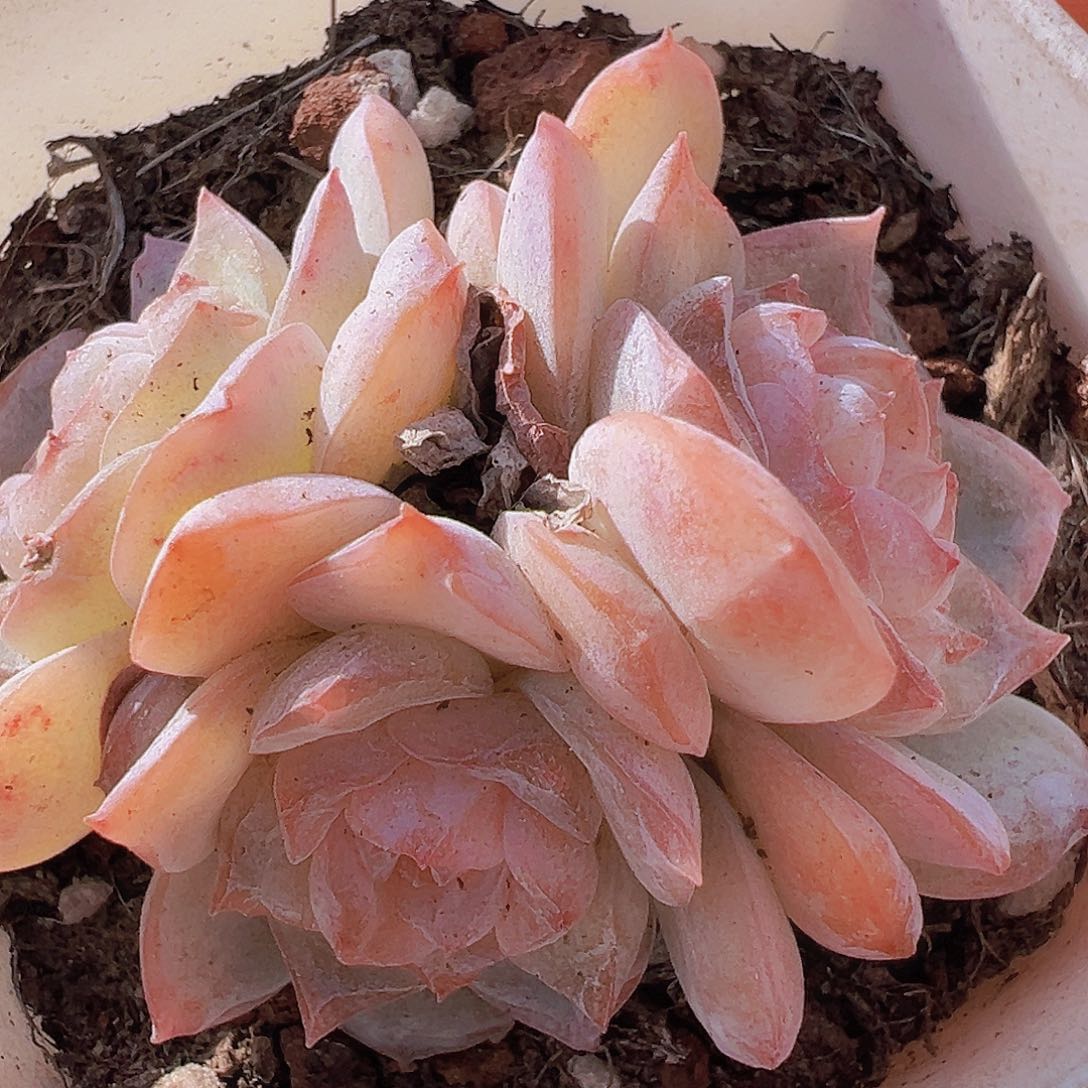 方糖19包邮多肉植物