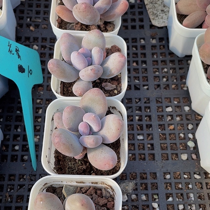 双头芭比奶带盆土