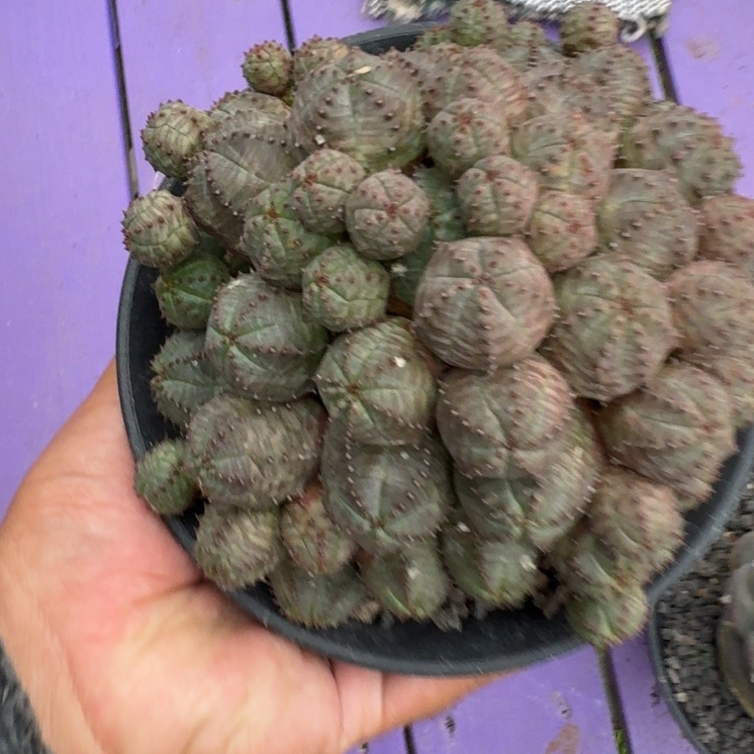 靖***雯布纹球 群生 一物一拍