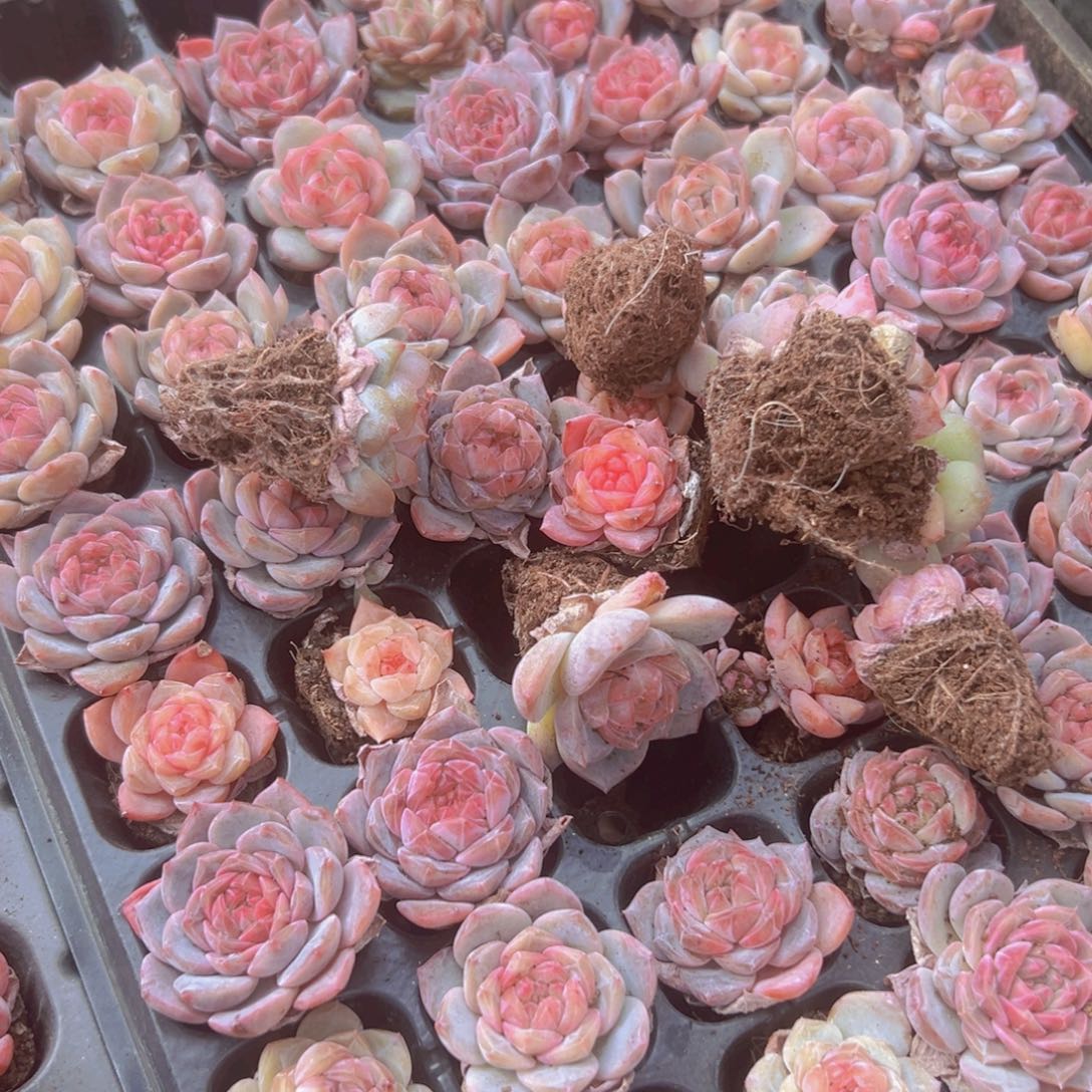 灯泡一整盘精品多肉