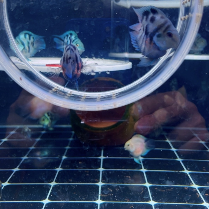 鹦鹉鱼黑尾摩卡公配胖胖的母鱼