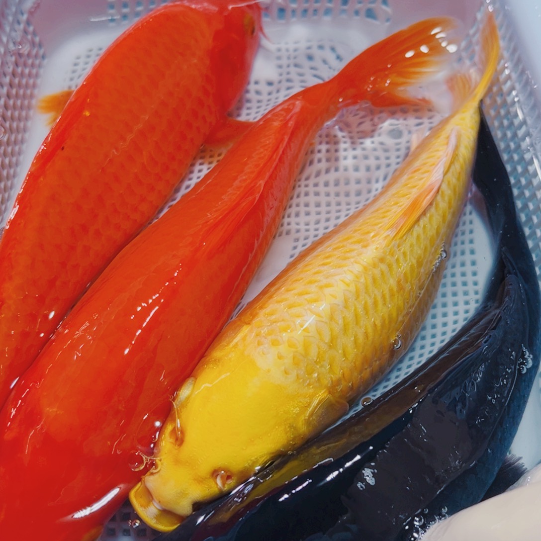 锦鲤17-20 2红1黑1黄锦鲤观赏鱼冷水