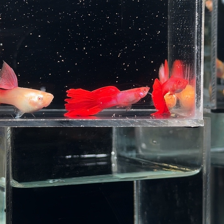 孔雀鱼新家蓝红尾种2对